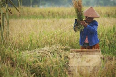 Jogja Istimewa, Tapi Upah Buruh Taninya Paling Rendah se-Indonesia: Rp31 ribu Per Hari