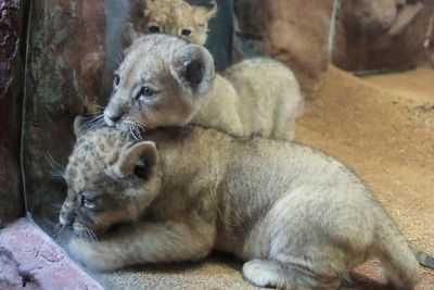 FOTO: Lucunya Singa Kembar Tiga yang Baru Lahir di Kebun Binatang Jerman