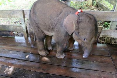 Sedih! Anak Gajah Liar di Aceh Jaya yang Belalainya Terjerat, Kini Telah Mati