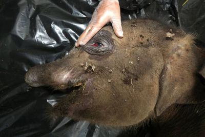 Mengambil Pelajaran dari Luka Jeratan Belalai Anak Gajah Sumatra & Status Terancam Punah