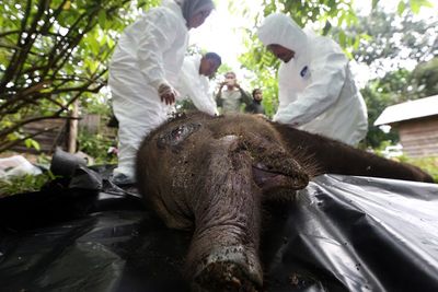 Nekropsi Anak Gajah Sumatera, Berikut Foto-fotonya