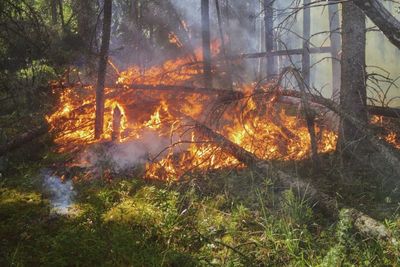Menyadari Apa Itu Deforestasi, Dampak Negatif dan Positif dari Kebakaran Hutan