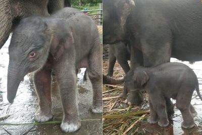 Potret Menggemaskan Bayi Gajah Sumatera yang Baru Lahir di Konservasi Tangkahan