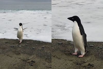 Duh! Penguin Ini Nyasar Sejauh 3.000 Km dari Tempat Asalnya