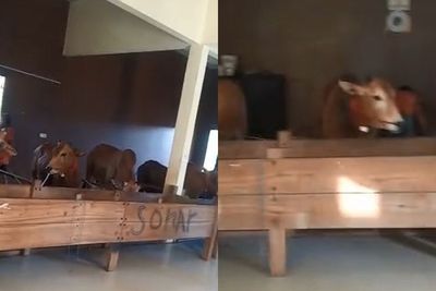 Viral Kandang Sapi Mewah, Atap Plafon Serta Lantai Keramik