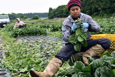 Populasi Berkurang, Jepang Siap Terima Lebih Banyak Pekerja Asing Awal Tahun Ini
