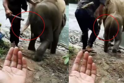 Warganet Kecam Aksi Pawang Pukul Anak Gajah di Tangkahan, Ini Reaksi BBTNGL