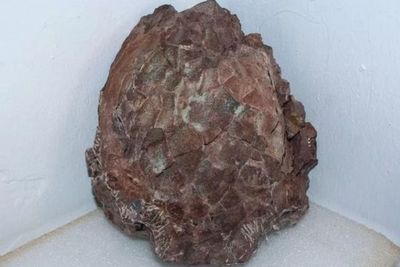 Arkeolog Berhasil Menemukan 30 Telur Dinosaurus pada Batu Seberat 2 Ton!