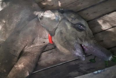 Anak Gajah Sumatera yang Belalainya Putus Telah Mati, Ini Kata Kepala BKSDA Aceh