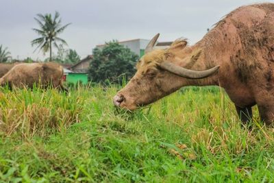 Seorang Petani Laporkan Kerbaunya ke Polisi karena Ogah Diperah Susu