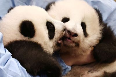 FOTO: Upacara Pemberian Nama Bayi Panda Kembar di Kebun Binatang Prancis
