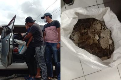 BBKSDA Sumut Gagalkan Perdagangan Sisik Trenggiling, Pelaku Diancam Bayar Denda Rp100 Juta