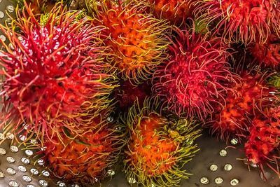 Satu Keluarga dengan Kelengkeng dan Leci, Ini Asal Usul Buah Rambutan