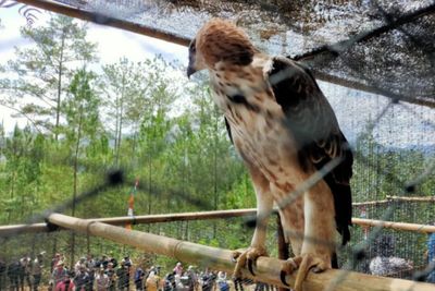 BBKSDA Sumut Lepasliarkan Elang Brontok di Cagar Alam Dolok Sipirok