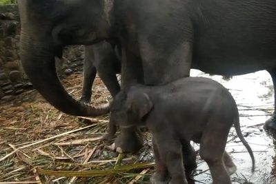 Menggemaskan, Ini Potret Anak Gajah Sumatera, Penghuni Baru Lokasi Wisata Tangkahan