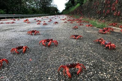 Migrasi, Jutaan Kepiting Merah Tutup Jalan di Australia Barat