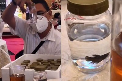 Bukan Kipas atau Sendok, Tamu di Penikahan Ini Justru Diberi Souvenir Ikan Cupang