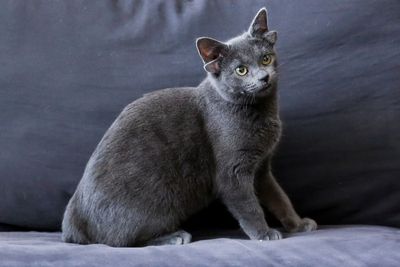 Tak Biasa! Kucing di Turki Ini Lahir dengan 4 Telinga di Tubuh