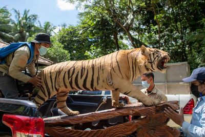 Penyitaan Koleksi Jenis Awetan dan Satwa Dilindungi, Berikut Foto-fotonya