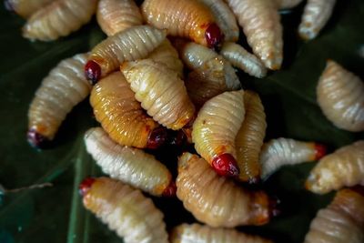 4 Fakta Unik Kidu-Kidu, Makanan Ekstrem Khas Karo yang Terbuat dari Ulat Sagu Pohon Aren