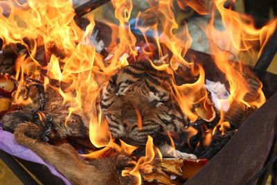 Pemusnahan Barang Bukti Kulit Harimau Sumatera, Ini Foto-fotonya