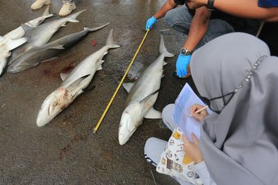 Bimbingan Teknis Identifikasi Ikan Hiu dan Pari di Aceh, Berikut Foto-fotonya