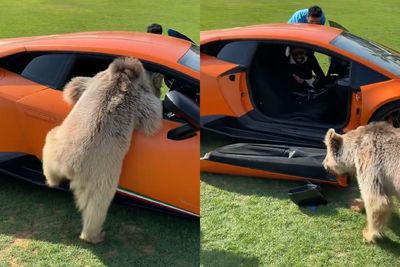 Beruang Ini Coba Masuk ke Lamborghini Tapi Bikin Pintunya Copot, Si Pemilik Cuma Ketawa!