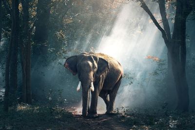 Bunuh dan Jual Gading Gajah, JPU Tuntut Lima Terdakwa 54 Bulan Penjara