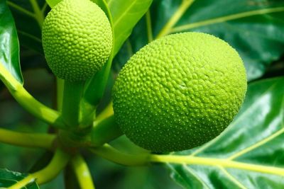 Mengenal Sukun, Tanaman yang Disebut Sebagai Buah Roti dan Lebih Baik dari Gandum