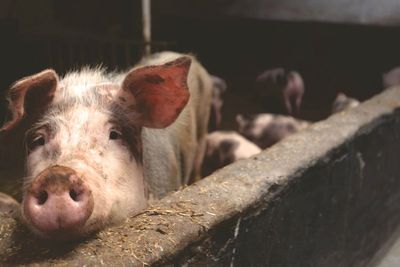 Babi Kini Punya Peran Penting pada Dunia Penerbangan
