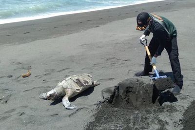 Penyu Lekang Ini Ditemukan Mati di Pantai Kulon Progo, Bangkainya Sampai Sudah Busuk