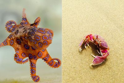 Studi: Gurita, Kepiting & Lobster Punya Perasaan yang Sama Seperti Manusia