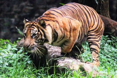 Harimau Sumatera Berkeliaran di Pekarangan, Warga Palas Dihantui Ketakutan