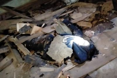 Geger, Pria Misterius Ditemukan Kritis dalam Gedung Sarang Walet di Kisaran