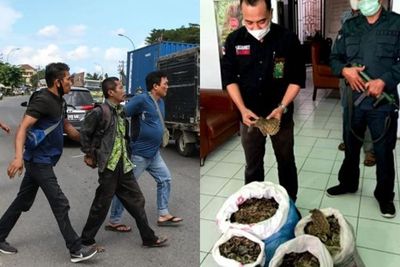 Aparat Bekuk 3 Penjual Sisik Trenggiling dan Paruh Rangkong Gading