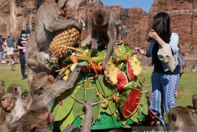 Setelah Lama Tutup Karena Pandemi, Thailand Gelar Kembali Festival Monyet Sambut Wisatawan