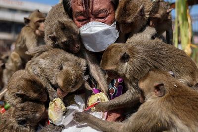 Festival Monyet Tahunan di Thailand, Berikut Foto-fotonya