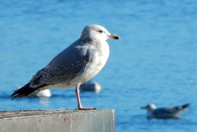 Dikenal Hewan Paling Setia, Perceraian Burung Albatros Justru Makin Meningkat, Kenapa ya?