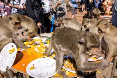 Kembali Terima Kedatangan Turis Asing, Thailand Gelar Festival Monyet