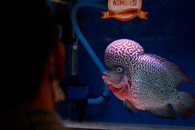 Kontes Ikan Louhan 2021 di Bali, Berikut Foto-fotonya