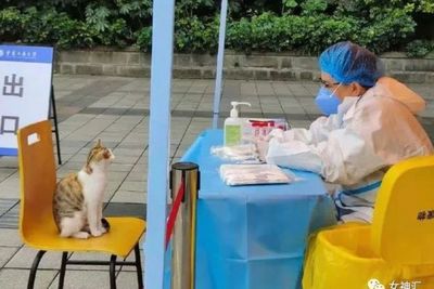 Aksi Menggemaskan Kucing yang Pengen Diswab oleh Nakes