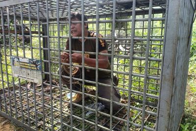 Harimau Sumatera Kembali Lagi Memasuki Pemukiman Warga Padang Lawas, Ini Penjelasan BBKSDA