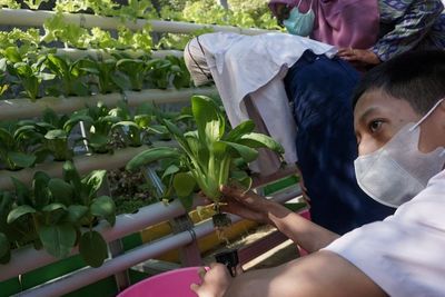 Memanen Sayur Hidroponik di SLB Negeri Kabupaten Batang, Ini Foto-fotonya
