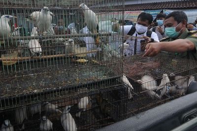 Pelepasliaran Jalak Bali Hasil Penangkaran, Berikut Foto-fotonya