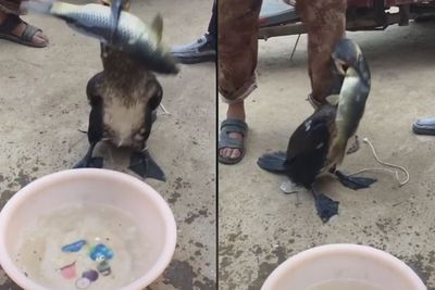 Belibis, Unggas Mirip Bebek yang Suka Memakan Ikan-ikan Kecil