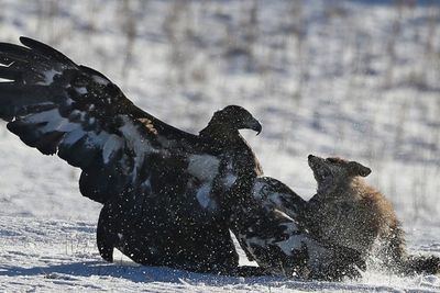 Kontes Berburu Tradisional di Kazakhstan, Ini Foto-fotonya