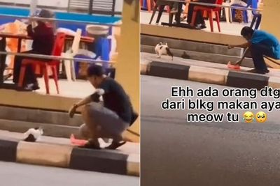 Niat Hati Belikan Makanan untuk Kucing yang Lapar, Endingnya Malah Tak Terduga