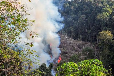Pembukaan Lahan Dengan Cara Dibakar di Jambi, Ini Foto-fotonya
