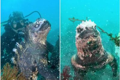 Iguana Laut, Reptil yang Mampu Menyelam dan Mirip Godzilla