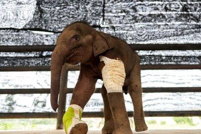Perawatan Bayi Gajah yang Tertembak di Thailand, Ini Foto-fotonya